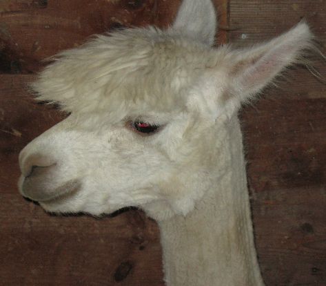 Alpaca