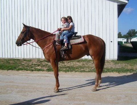 Quarter Horse and Grandkids