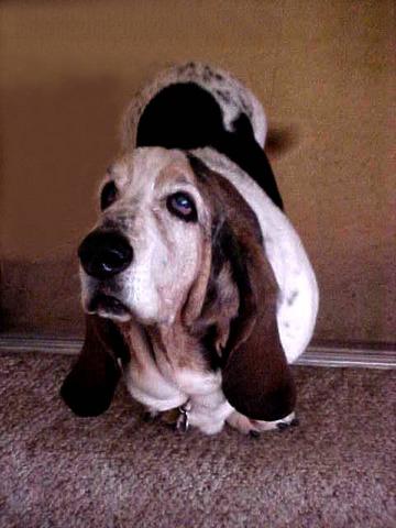 Humphrey