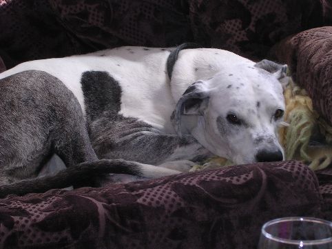 Maya