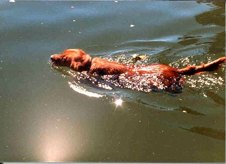 Socrates Swim