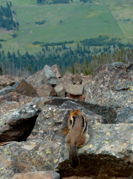 Chipmunk