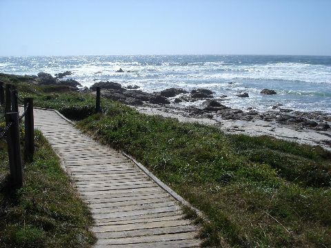 Coast Trail Pebble Beach Large