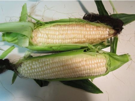 Corn
