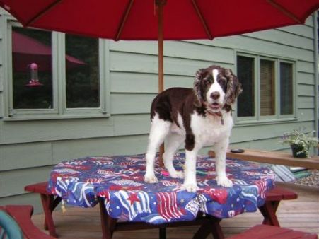 Dog on Table
