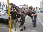 HorseThumb1