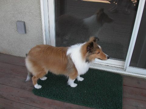 Hunter At Door